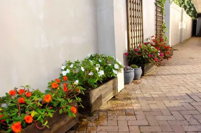 a group of flowers in pots next to a building at Art and Accommodation Guesthouse in Cape Town