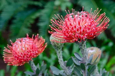 a group of red flowers in a garden at Art and Accommodation Guesthouse in Cape Town