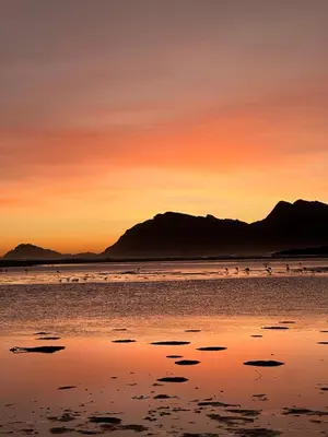 a group of birds on the beach at sunset at Sandown Synergy Lagoon House in Hermanus