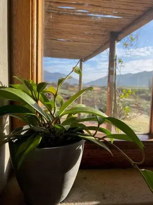 a plant sitting on a window sill next to a plant at Underhill Cottage in Breerivier