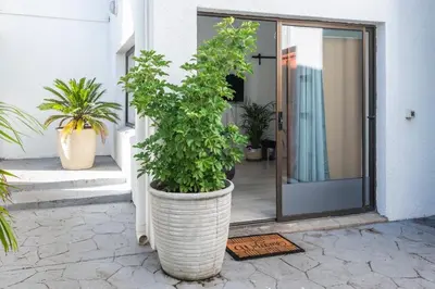 a large plant in a large pot next to a door at Platinum Haven Aparment in Milnerton in Cape Town
