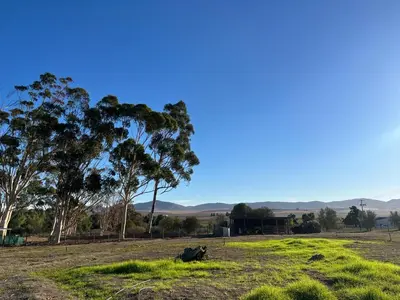 a cow laying in the grass in a field at Hephzibah inn Guest house and venue in Hermon