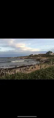 a group of animals on a beach near the water at Brunia Cottage in Bettyʼs Bay