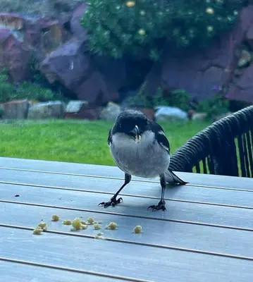 a bird standing on a table with food on it at Villa Silver Vos in Hermanus