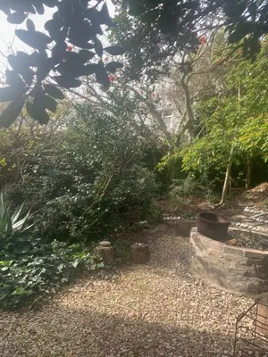 a garden with some bushes and trees and a staircase at Two Palms Cottage in Hermanus