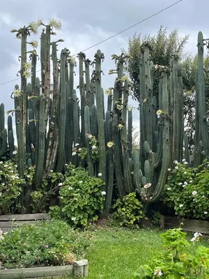 a group of cactus plants in a garden at Sublime modern beachfront villa in paradise in Hawston