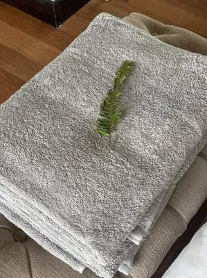a green plant on a grey blanket on a couch at Room With A View in Windsor Park