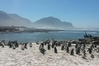 a group of penguins standing on a beach at Heaven's Door in Bettyʼs Bay