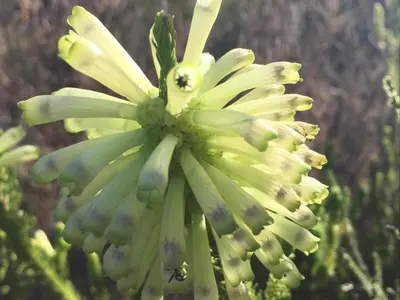 a yellow flower with a bee on top of it at The River Retreat Kogelberg in Kleinmond