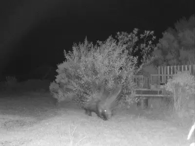 a bird standing in a yard at night at KLIPWERF Bettys Bay in Bettyʼs Bay