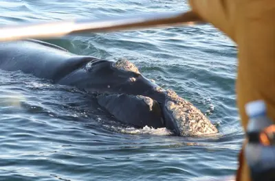 an elephant swimming in the water near a boat at Awesome room in surf house in Hermanus