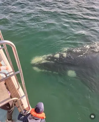 a whale swimming in the water next to a boat at Awesome room in surf house in Hermanus