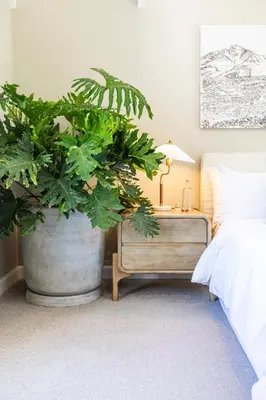a plant in a large pot next to a bed at Lush garden 3 bedroom house in Franschhoek