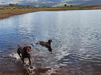 two dogs are standing in a body of water at Babylons Tower Cottage in Caledon