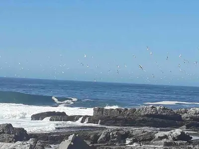 a flock of birds flying over the ocean at 24 Whale Rock Estate in Hermanus