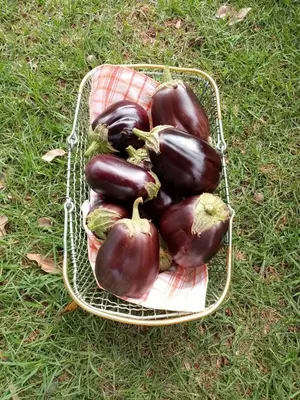 a basket full of eggplant sitting on the grass at Lighthouse Farm Backpackers Lodge in Cape Town