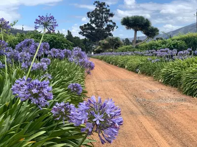 a dirt road with purple flowers on it at Keerweder Cottages in Franschhoek