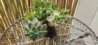 a glass table with a vase with plants on it at Stellenbosch Paradijs Cottage Paradyskloof in Stellenbosch