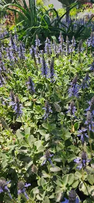 a bunch of purple flowers in a garden at Stellenbosch Paradijs Cottage Paradyskloof in Stellenbosch