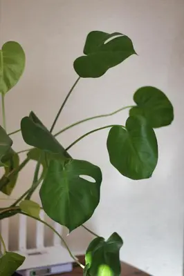 a green plant with large green leaves on a wall at Magnificent House in Cape Town