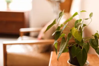 a plant in a vase sitting on a table at The Attic - Deluxe Leisure Loft in Stellenbosch