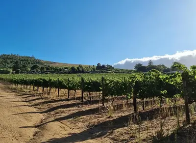 a row of vines in a vineyard at 13 Olives, Entire Grape & Olive Estate, Somerset West by Euphoric Leisure in Sir Lowryʼs Pass