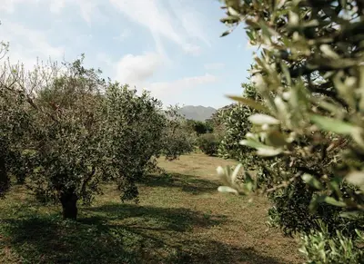a row of apple trees in an orchard at 13 Olives, Entire Grape & Olive Estate, Somerset West by Euphoric Leisure in Sir Lowryʼs Pass