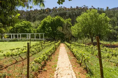 a path through a garden with vines at The Huts - Glamping at Caledon Grace in Caledon
