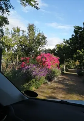 a view from a car window of a garden with pink flowers at The GOAT shed in Paarl