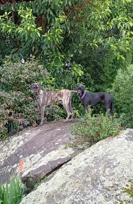 two dogs standing on top of a rock at The GOAT shed in Paarl