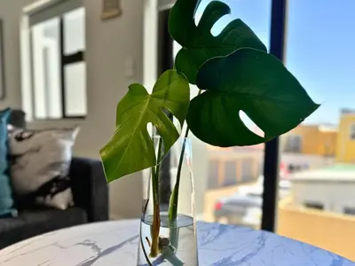 a glass vase with a plant in it on a table at Obs Centre Luxe Loft in Cape Town
