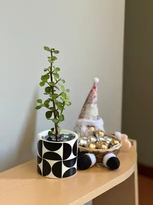 a plant in a black and white pot on a table at Jacob's Rest in Cape Town
