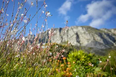 a field of grass with a mountain in the background at The Thatch House Boutique Hotel, Hermanus in Hermanus