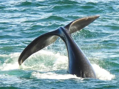 a dolphin with its tail in the water at On Musson in Hermanus