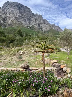 a palm tree in a field with a mountain in the background at Stonehedge Cottages in Franschhoek