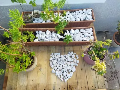 a display of plants and rocks on a wooden table at 21 Pin Oak Guest House in Cape Town