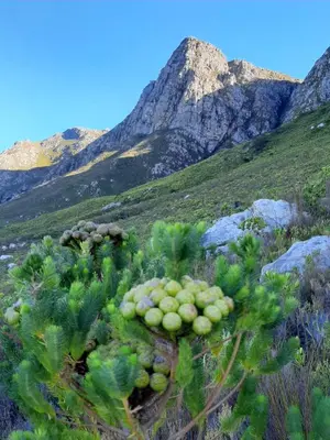 a bunch of cacti with a mountain in the background at Scenic Bliss Holiday Home in Kleinmond