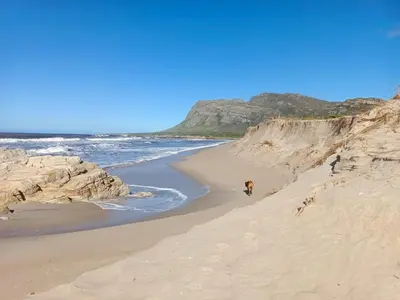 a couple of dogs walking on a sandy beach at Scenic Bliss Holiday Home in Kleinmond