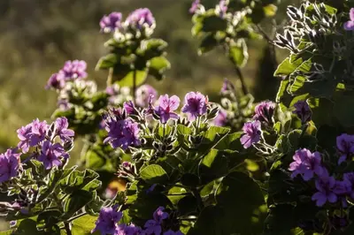 a bunch of purple flowers on a plant at Fisherhaven in Hermanus
