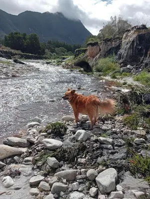 a dog standing on rocks near a river at 3 Jongens Villa in Voëlklip