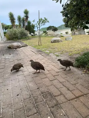 a group of birds walking on a brick sidewalk at Whale Rock Estate Four 1 in Hermanus