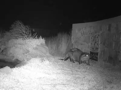 a monkey sitting in the grass at night at Otter Cottage in Pringle Bay in Pringle Bay