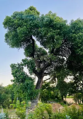 a large tree in the middle of a field at Stellenbosch Farm Studio Apartment in Penhill