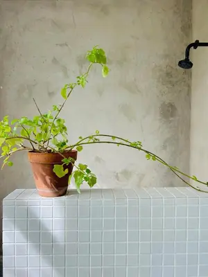 a potted plant sitting on top of a tile counter at Stellenbosch Farm Studio Apartment in Penhill