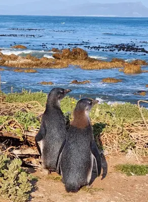 two penguins standing on the beach looking out at the ocean at OceansCrest Seaview Apartment in Bettyʼs Bay