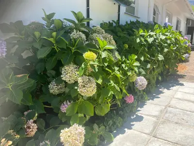 a large bush of flowers in front of a building at 8 Sleeper, 4 Bedroom Home in Franschhoek in Franschhoek
