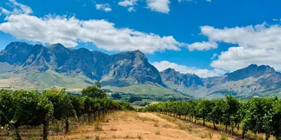 a vineyard with mountains in the background at Esperon in Stellenbosch