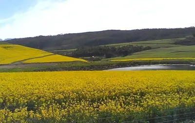 a field of yellow flowers with a pond in the middle at PROVIDENCE VILLA -Tranquil, Neat & Private Cottage in Hermanus
