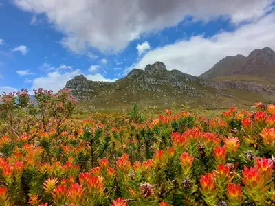 a field of flowers with mountains in the background at La Mer Seafront Selfcatering Accommodation Kleinmond in Kleinmond