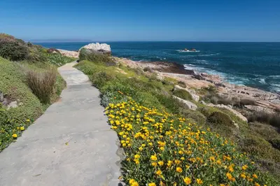 a path next to a field of yellow flowers at Studio 98 - 300m from cliff path in Hermanus